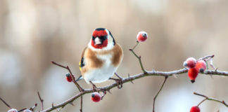 Il giardino in Inverno 590 0 063 Il giardino in Inverno